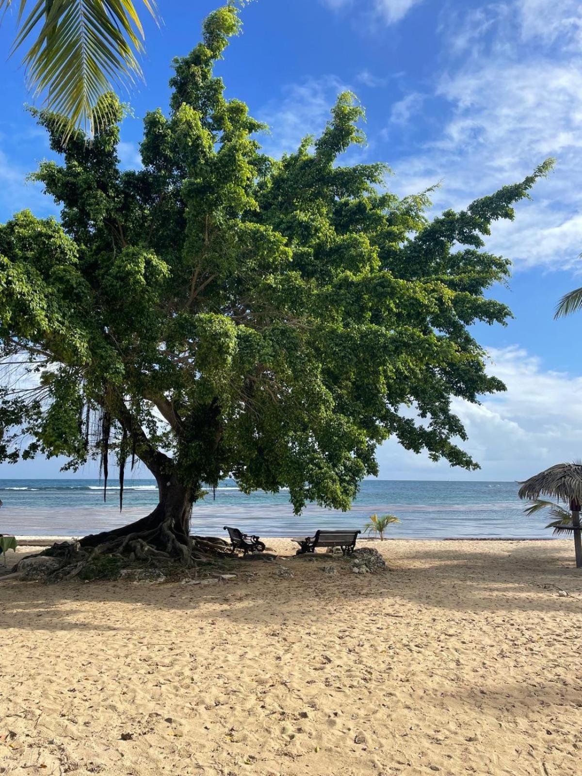 Studio Hibiscus Anse Des Rochers Saint Francois 外观 照片